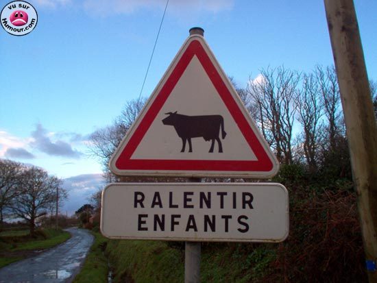 Ah les vaches.jpg